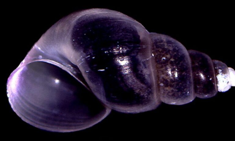 Aspectos reproductivos del poco conocido y críticamente amenazado caracol de agua dulce Heleobia atacamensis